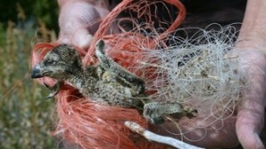 Baby bird caught in fishing line and bailing twin-http://www.ksl.com/?nid=148&sid=5837271